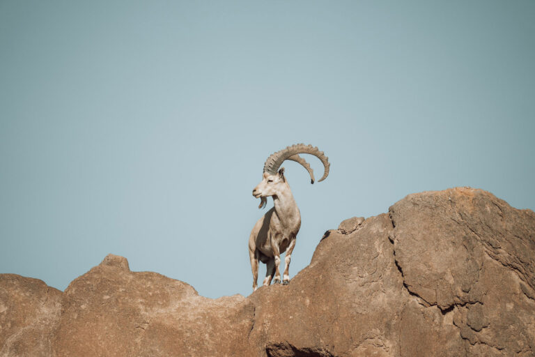 Photo of a ram